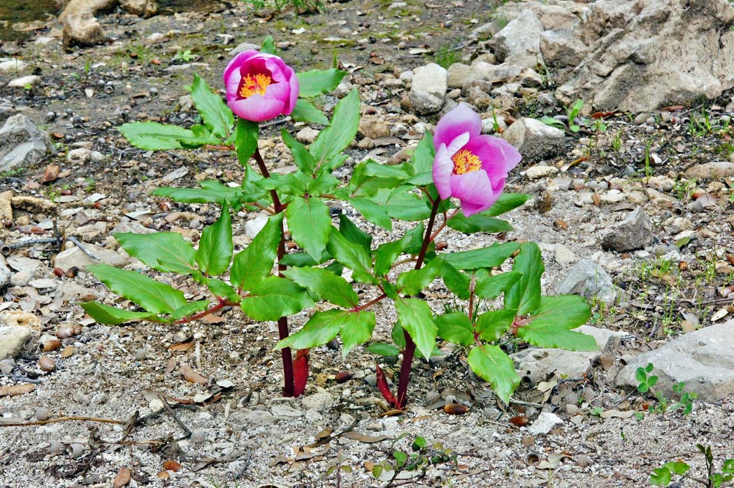Paeonia morisii / Peonia di Moris